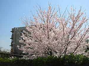 ＧＣの桜